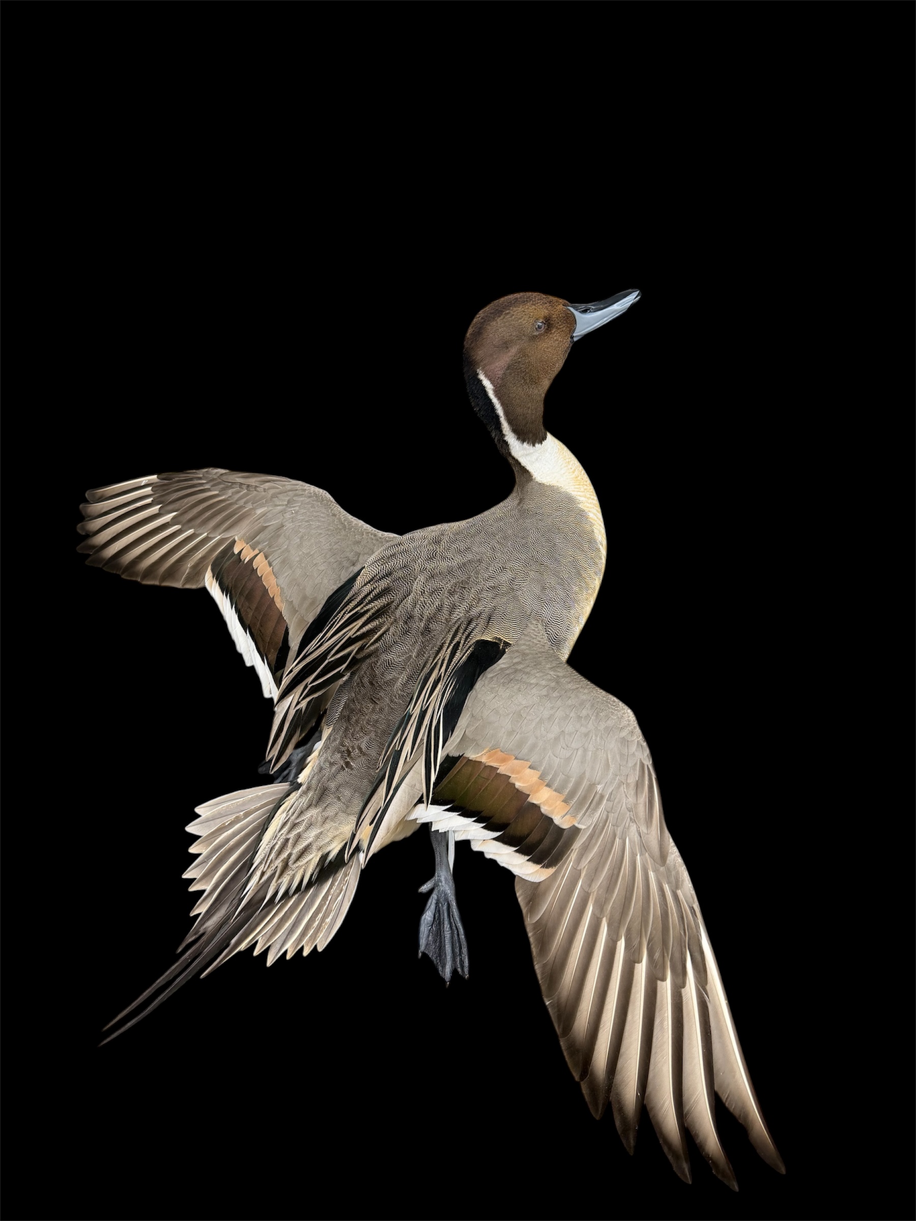 Flying waterfowl mount by Jeffrey Neu